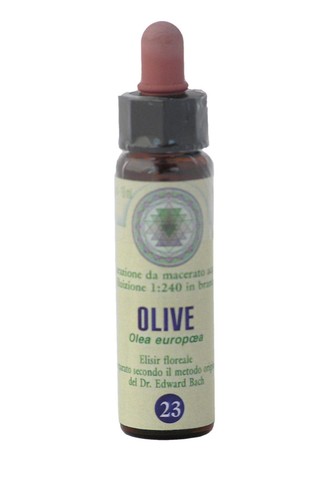 Olive princeps fiori - olive,