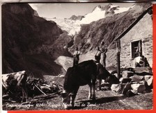 CARTOLINA COURMAYEUR B/N   VIAGGIATA 1958 RIFUGIO ELENA CON PASCOLO MUCCHE BELLA