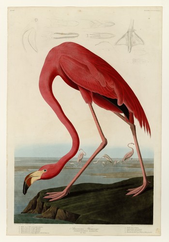 American flamingo vintage 1838 - vintage,