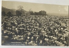 Perugia L’Umbria Illustrata Tilli  n.324 Fiera Bestiame Chianina 4 Maggio 1900