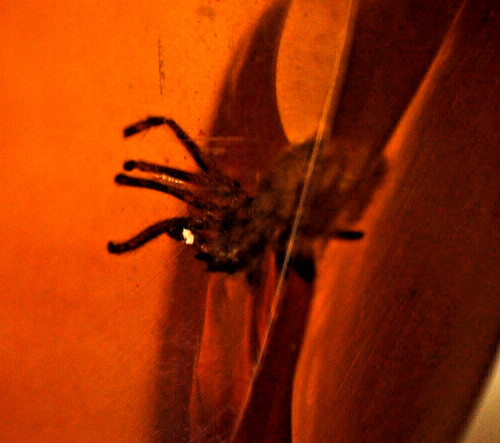 Ambra con ragno fossile