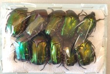 Cetonidae : Cetonia aurata ssp. pisana 10  exx  - Italia - colori diversi