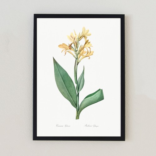 Illustrazione fiore botanico