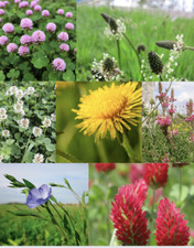 Mix di semi di erba e fiori