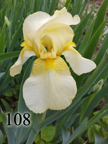 Rizoma iris germanica - rizoma,
