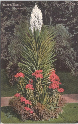 Yucca plant blossom in - yucca,
