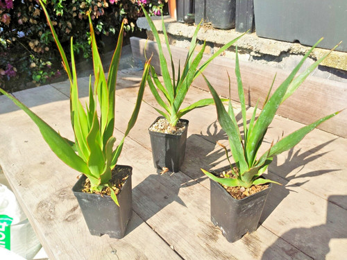 Dracaena draco albero - dracaena,