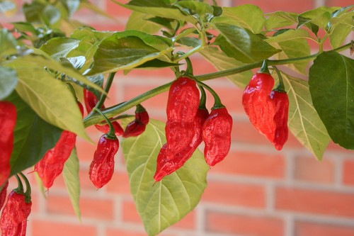 Dorset naga red peperoncino - red,