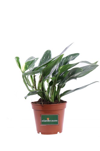 Pianta philodendron cobra - pianta, di