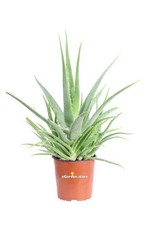 Pianta vera di Aloe Vera Chinensis Età 3 Anni ornamentale biologica da esterno