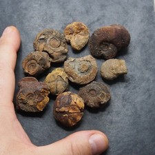 10x Goniatite Ematite Minerale