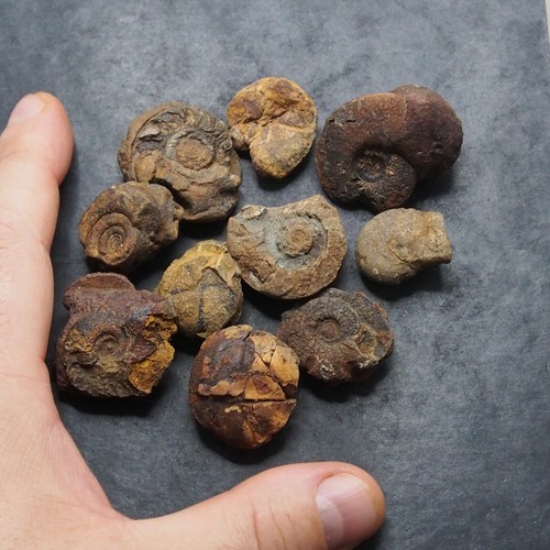 10x goniatite ematite minerale - 10x,