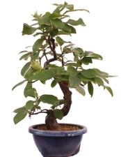 Bonsai di - Pseudocydonia