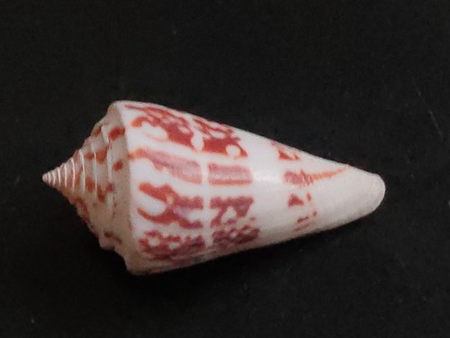 Conchiglia shell conus - conchiglia,