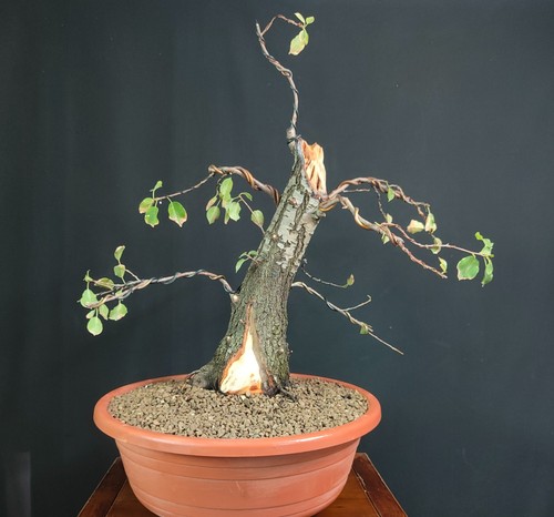 Pre bonsai prunus - pre,