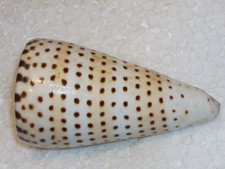 CONUS LITTERATUS WONDERFUL