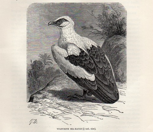 1894 aquila vulturina uccelli - aquila,