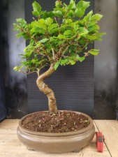 bonsai  di faggio  h 67 cm visita il negozio