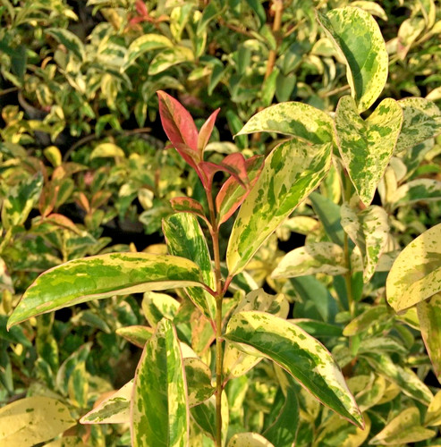 Offerta ligustrum japonicum - ligustrum,