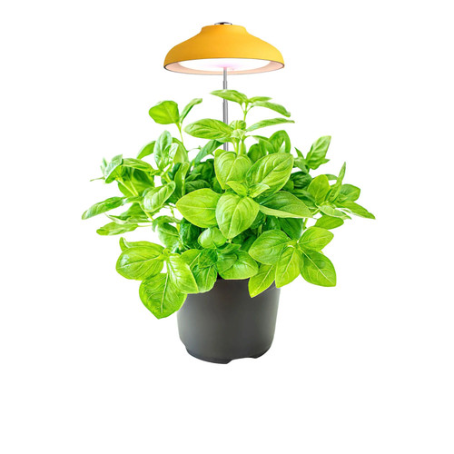 Ninfa lampada per piante - ninfa,