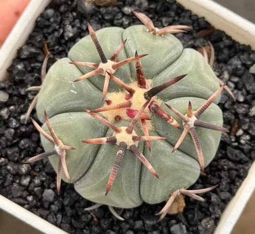 Raro cactus echinocactus - raro,