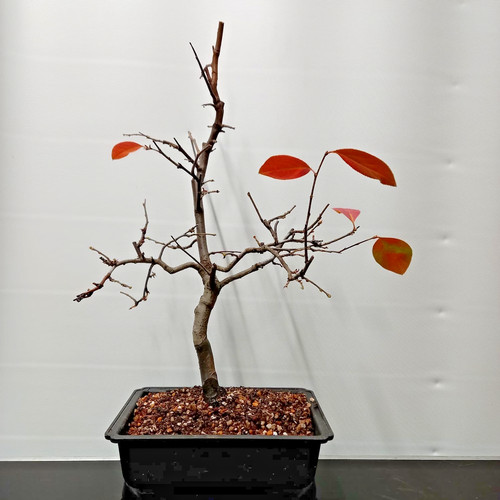 Bonsai pseudocydonia - di,