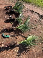 Palma nana TRACHYCARPUS FORTUNEI Tronco Cm Lunghezza 50/95 .Spesso Come In Foto