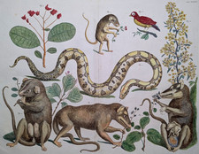Albertus Seba 1734 - Opossum