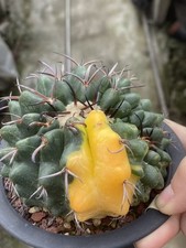 Pianta succulenta Discocactus ferricola coltivazione di semi variegati WYSIWYG 7#