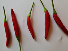 20 semi di Peperoncino Chile