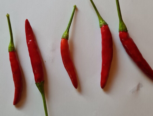 Semi peperoncino chile - 20,
