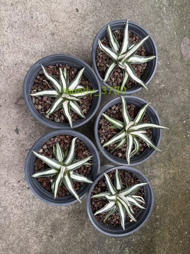 Agave victoria regina bianca