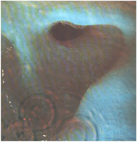 Pink floyd meddle - pink, harvest