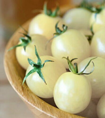Pomodoro ciliegino bianco - bianco, /