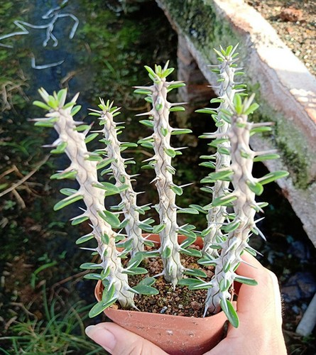 Pezzi alluaudia procera - 5,