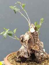 Bonsai olivastro 33x20cm - bonsai, in