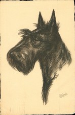 Dog  Scotch Terrier by