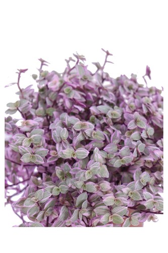 Pianta vera callisia repens - di,