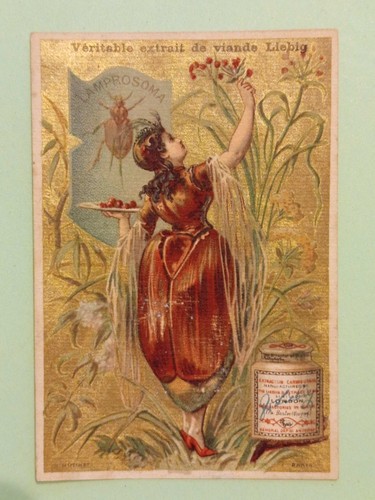 Chromo liebig femme insecte - femme,