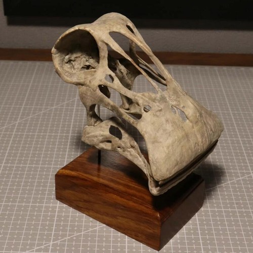 Statua dinosauro teschio