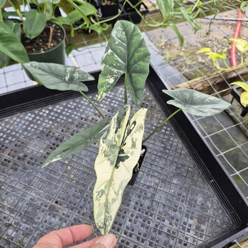 Alocasia simpo albo exact - simpo,