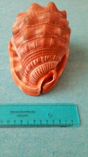 Conchiglia gigante
