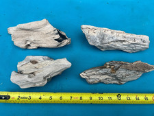 Lotto legno fossile