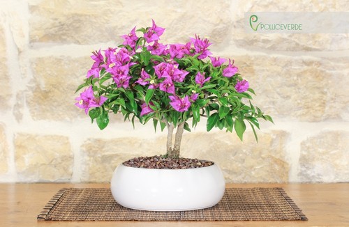 Bonsai bougainvillea in - di,