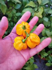 SEMI SCORPION YELLOW, SEMI PEPERONCINO PICCANTE, HOT PEPPER SEED, 20 SEMI