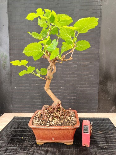Bonsai gelso cm - bonsai,
