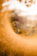 OBIETTIVO ELETTRICO M42