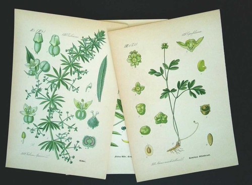 1886 litografie set - 1886,