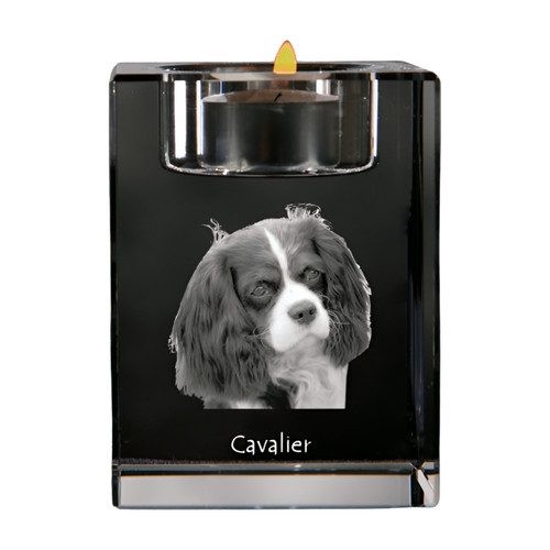 Cavalier king charles - king,