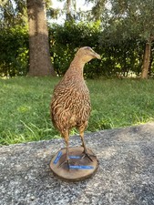 Pernice, Uccello imbalsamato